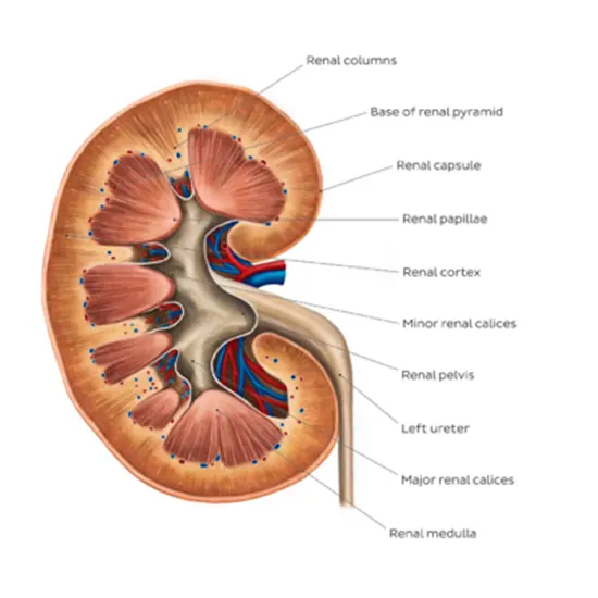 Kidney Panel-2 Package